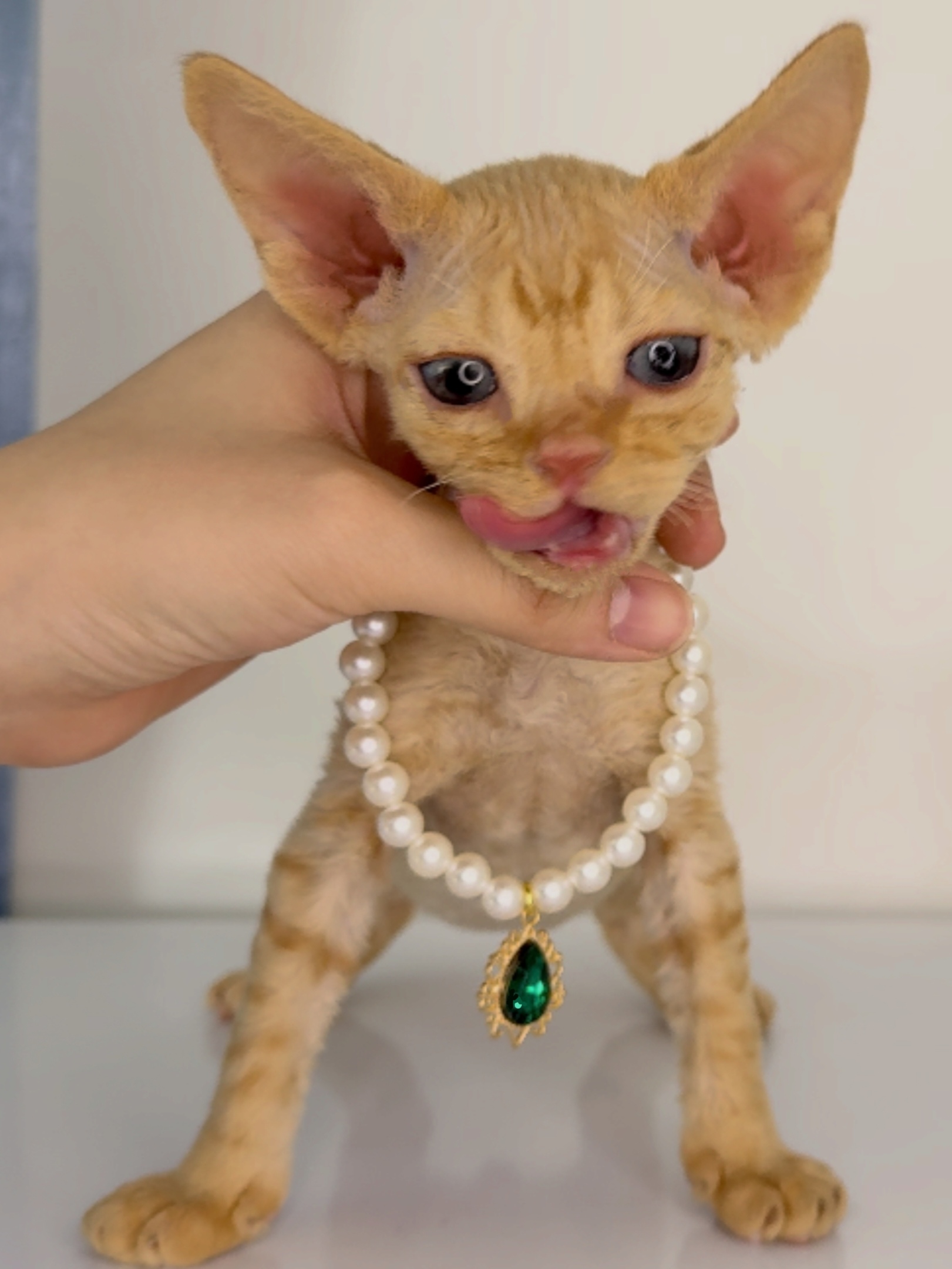 😸德文红虎斑弟弟 耳朵比头大 甜美可爱